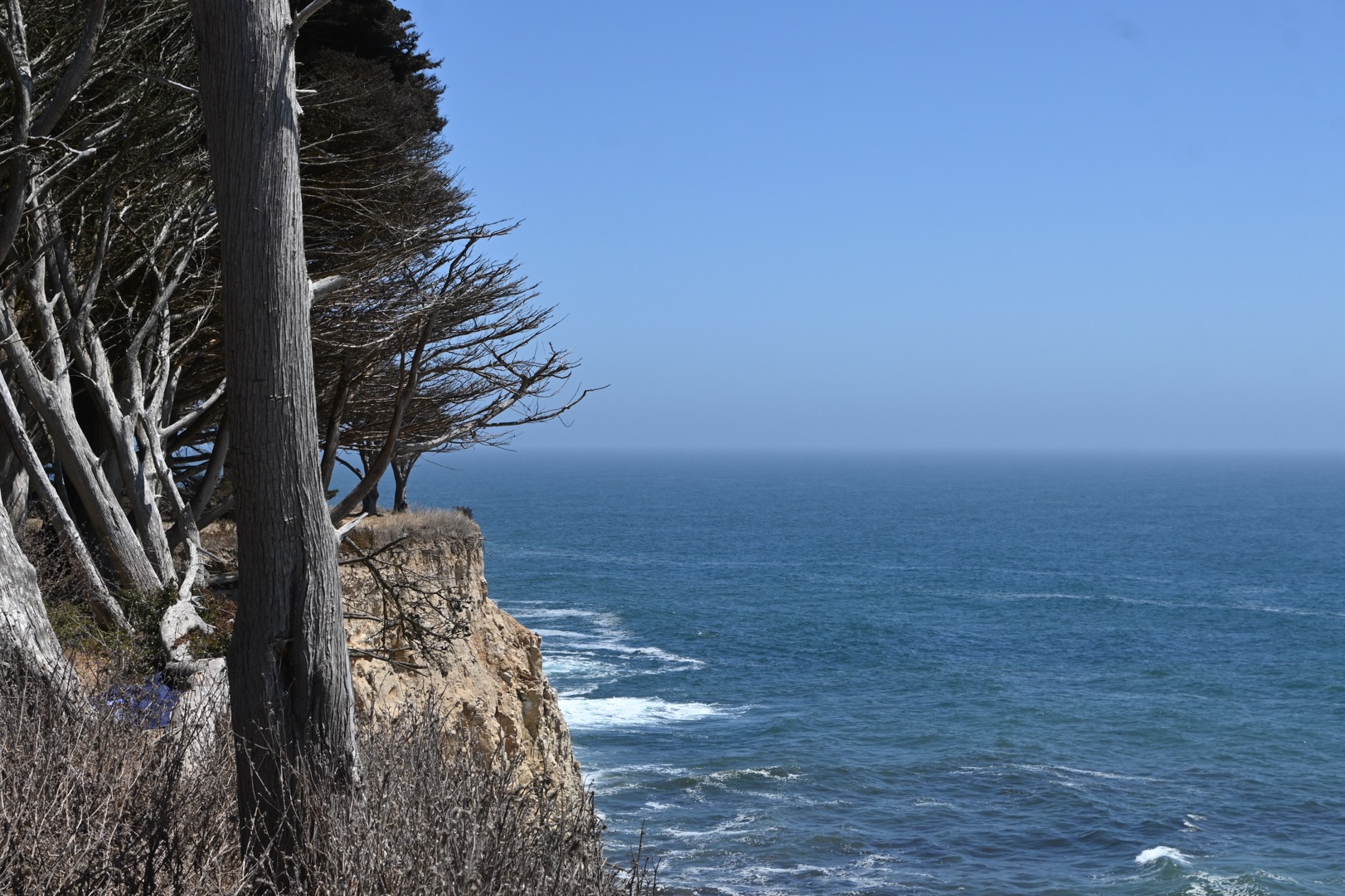 Windswept cypress trees on a coastal bluff above the Pacific Ocean, Santa Cruz, California